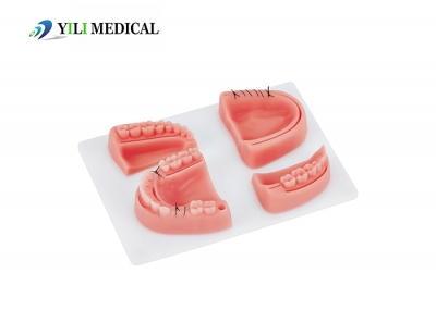 Dental gingival suture model with base